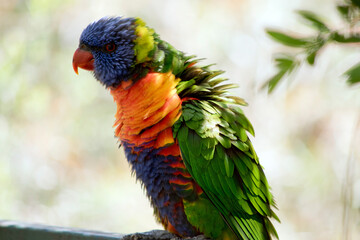 the rainbow lorikeet is a colorful bird
