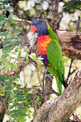 the rainbow lorikeet is a colorful bird