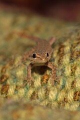 Very young Cape Dwarf Gecko. It is just about 2cm in length. Western Cape, South Africa.