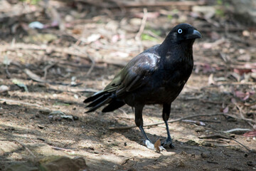 the raven is walking on the ground looking for food
