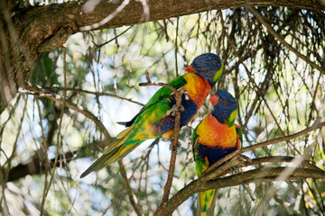 the rainbow lorikeets are a colorful birds perched in a tree