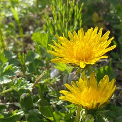 yellow dandelion flower