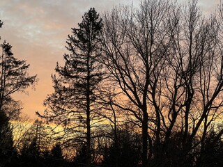 sunset in the forest