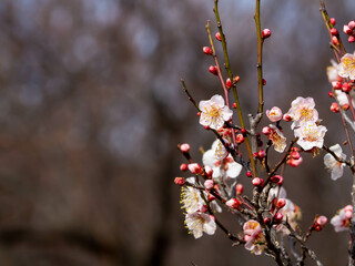 梅の花