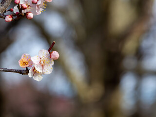 梅の花