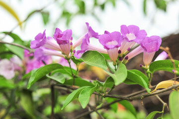 Garlic vine violet flower selective focus point