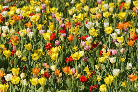 field of tulips