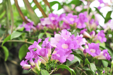 Garlic vine violet flower selective focus point
