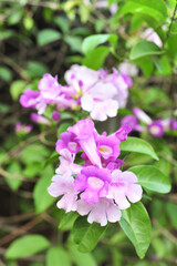 Garlic vine violet flower selective focus point