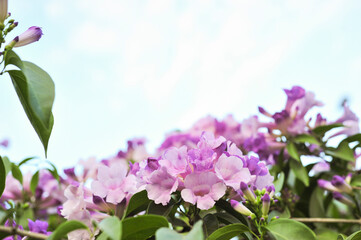 Garlic vine violet flower selective focus point
