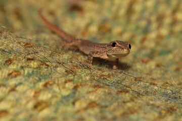 Very young Cape Dwarf Gecko. It is just about 2cm in length. Western Cape, South Africa.
