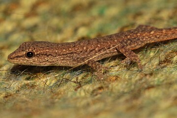 Very young Cape Dwarf Gecko. It is just about 2cm in length. Western Cape, South Africa.