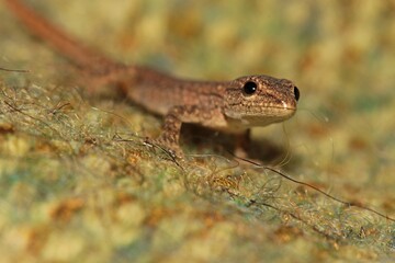 Very young Cape Dwarf Gecko. It is just about 2cm in length. Western Cape, South Africa.