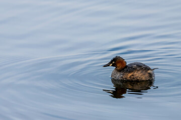 Little Grebe is staying in the lake.