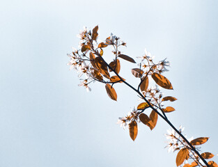 branch of a cherry tree