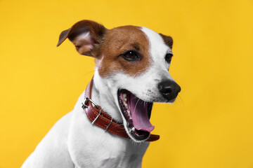 Fototapeta na wymiar Adorable Jack Russell terrier with collar on yellow background