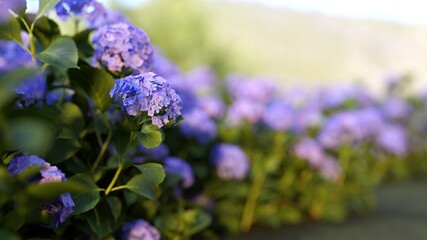 Close up macro of Purple Hydrangea flower blooming in field garden. 3d realistic render. selective focus.