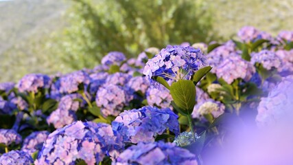 Close up of violet purple Hydrangea flower blooming in field garden. 3d realistic render. selective focus.