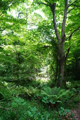 lively spring forest with fern