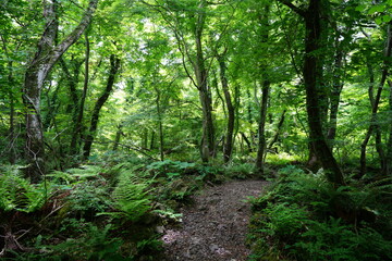 Fototapeta na wymiar fresh green forest with path