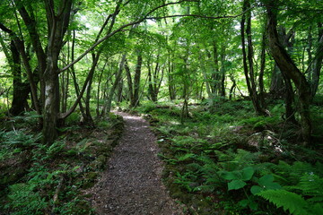 Fototapeta na wymiar fine spring forest with path and fern
