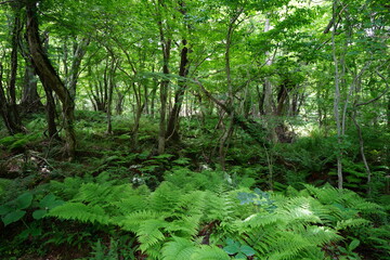 Fototapeta na wymiar lively spring forest with fern