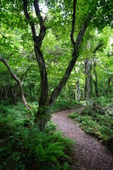 fresh green forest with path