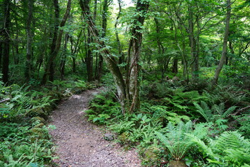 fine spring forest with path and fern