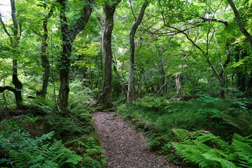 Fototapeta na wymiar fine spring forest with path and fern