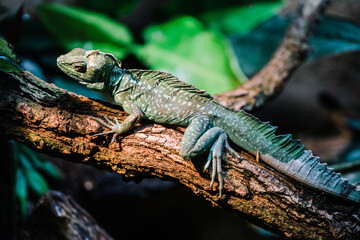 Sun Bathing Iguana