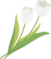チューリップ 白_春の花