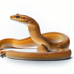 Coastal Taipan full body image with white background ultra realistic




