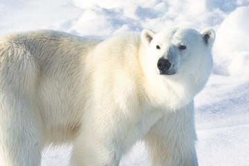 Polar Bear walking on ice in Norway in the arctic at the polar ice edge. Close to the North Pole.