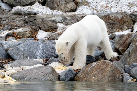 Polar Bear eating a walrus carcus in Norway in the arctic at the polar ice edge. Close to the North Pole.