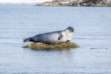 Bearded Seal in the Arctic, Svalbard, Norway. Bearded seals are the largest seal species in the Arctic.