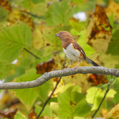 Eastern Towhee perched on a tree