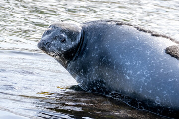 Obraz premium Bearded Seal in the Arctic, Svalbard, Norway. Bearded seals are the largest seal species in the Arctic.