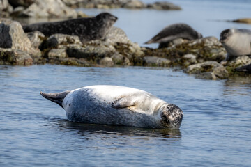 Fototapeta premium Bearded Seal in the Arctic, Svalbard, Norway. Bearded seals are the largest seal species in the Arctic.