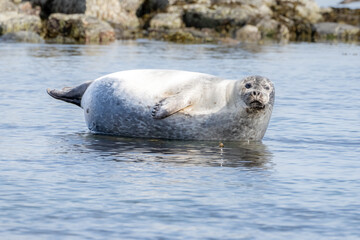 Bearded Seal in the Arctic, Svalbard, Norway. Bearded seals are the largest seal species in the Arctic.