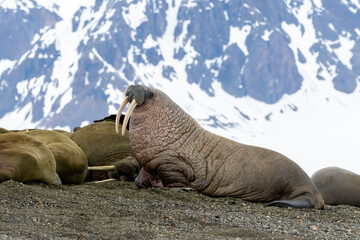 Fototapeta premium Walrus on Iceberg in Svalbard, Norway, the Arctic