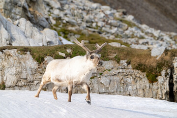 Naklejka premium Arctic reindeer walking across tundra and snow in Svalbard, Norway