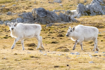 Arctic reindeer walking across tundra and snow in Svalbard, Norway