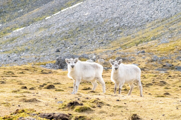 Arctic reindeer walking across tundra and snow in Svalbard, Norway