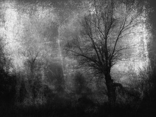 Dark art grunge landscape showing silhouettes of trees in the forest in  black and white