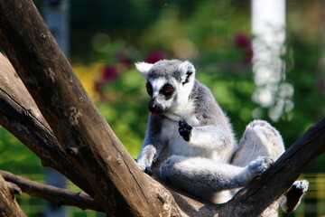 A small monkey lives in a zoo in Israel.