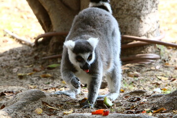 A small monkey lives in a zoo in Israel.