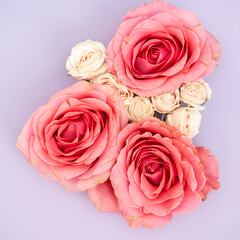 Coral pink roses and light pink spray roses on purple lavender background