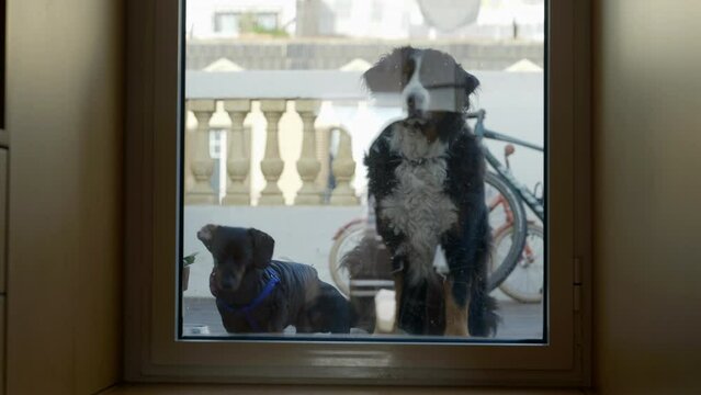 Two sad anxious dogs looking through closed front door window waiting to come inside