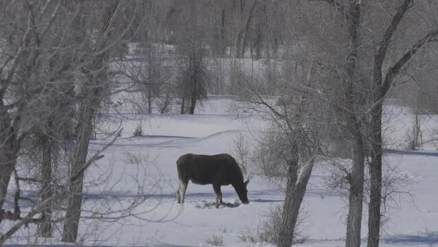 Shot of a moose sifting through snow in western Wyoming.  Shot in 4K