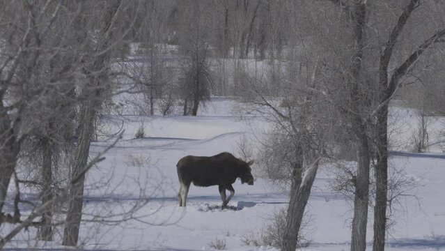 Tight shot of a moose grazing in deep snow looking for food.  Shot in western Wyoming in 4K